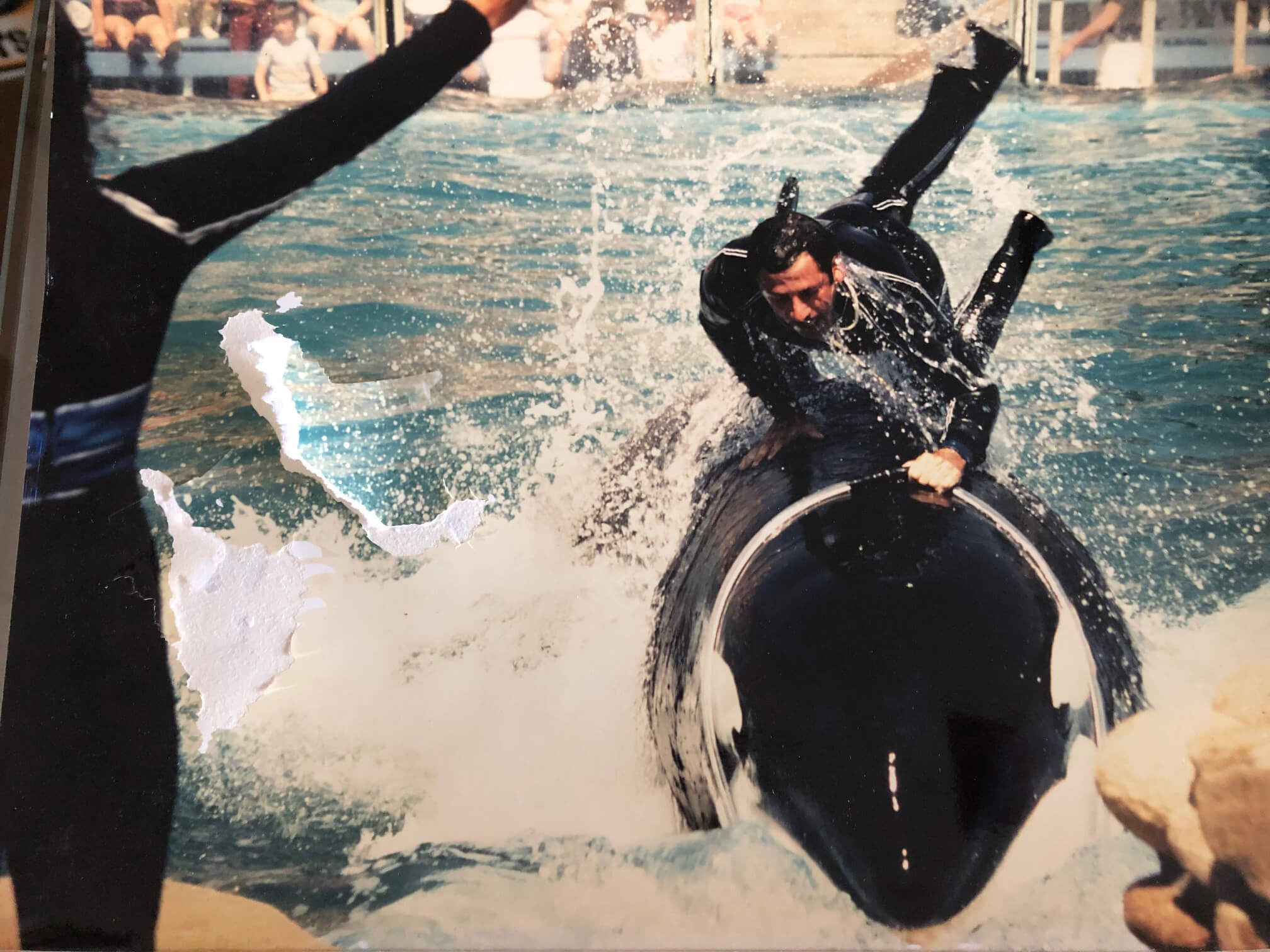Joel Silverman Training Killer Whales