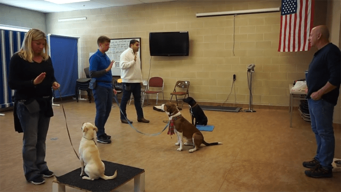 Joel Silvermans Dog Trainer Certification Courses